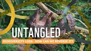 Untangled Biodiversity loss  how can we reverse it [upl. by Aihsened]