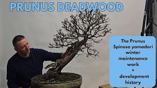 Yamadori Prunus spinosa bonsai maintenance and styling [upl. by Ahsikit]