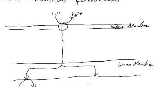 Eisenoxidation durch Thiobacillus ferrooxidans [upl. by Ahsaeyt684]