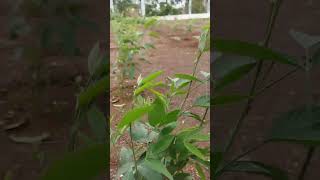 agriculture krushi farmers nature tur [upl. by Carena]