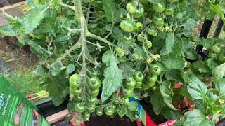 How To Get Your Tomatoes To Ripen In Extreme Heat [upl. by Eenehs]