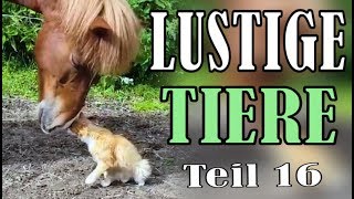 Süße und Lustige Tiervideos  Teil 16   ✪ Stern DuTube [upl. by Lavona]