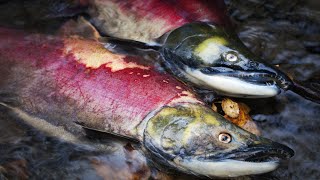 How Salmon Evolved to Die After Spawning [upl. by Isyed132]