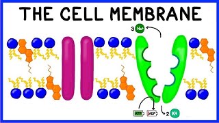 Fluid mosaic model of the cell membrane [upl. by Schiro563]