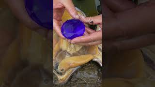 😱😱Giant mussels precious purple pearls and gemstones [upl. by Dublin50]