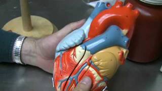 Heart Anatomy Part 1 [upl. by Rafi]