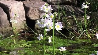 Fiori di Bach  Water Violet  Violetta d’acqua Hottonia palustris L [upl. by Lokim]