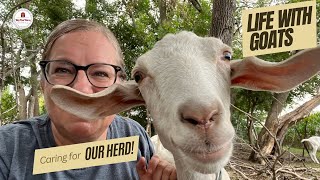 Life with dairy goats  How we care for the herd [upl. by Moriah]