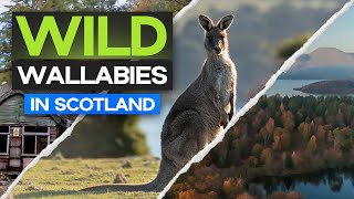 Wild WALLABIES in SCOTLAND  A Weekend Adventure [upl. by Aivilys]