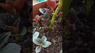 Episcia plant updateshorts flowers trending gardenplants [upl. by Omor]