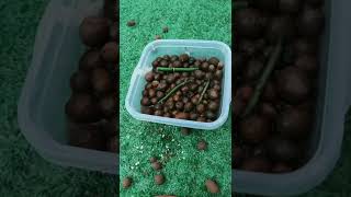 How amazing to grow orchids propagate plant fast and easy 2517 [upl. by Topliffe]