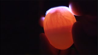 Candling Chick Eggs at Day 7 [upl. by Deaner]