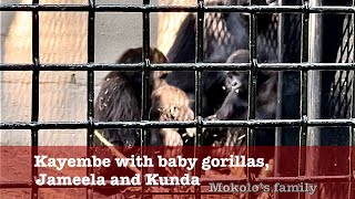 Mokolo’s family Kayembe with baby gorillas Jameela and Kunda [upl. by Atila]