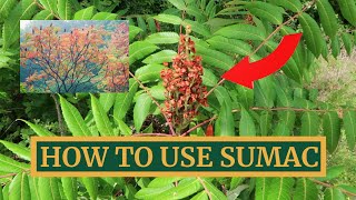 How to Use Sumac A Delicious Wild quotLemonadequot [upl. by Akiemat]