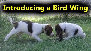 Introducing a Bird Wing to Brittany Spaniel Puppies [upl. by Rosita]