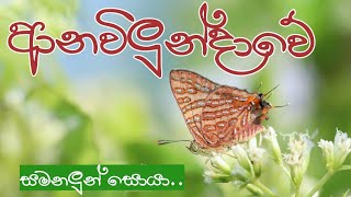 සමනලුන් සොයා ආනවිලුන්දාවට  Butterflying at Anawilundawa Ramsar Wet Land butterfliesofsrilanka [upl. by Yvel]