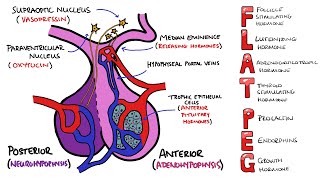 Anterior v Posterior Pituitary Gland  PLUS Anterior Pituitary Hormones Mnemonic FLAT PEG [upl. by Sorce]