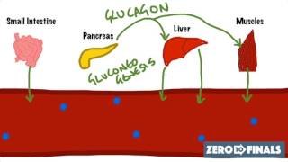 Blood Glucose Regulation and Diabetes [upl. by Nedroj]