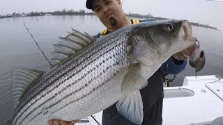 How to catch Stripers with a very simple rig that makes a HUGE difference Striped Bass fishing [upl. by Ehcor]