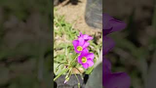 Oxalis latifolia Kunth shorts plantasyflores flowers plants nature [upl. by Ahael]