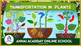 Unlocking the Secrets of Plant Transportation Class 7 Science Fun with ANNAI ACADEMY ONLINE SCHOOL [upl. by Mloclam]