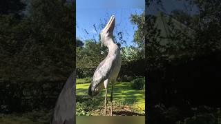 This bird eats the baby crocodile 🤯 Shoebilled bird shorts viral [upl. by Fanchet592]