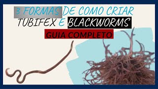 COMO CRIAR TUBIFEX  BLACKWORMS [upl. by Tolmann]