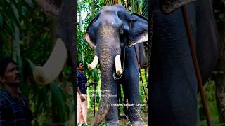 ആന ചരിഞ്ഞു 🥺❤️ ചോയ്‌സൺസ് അമ്പാടി കണ്ണൻ  Kerala Elephant  Choisons ambadykannan ആന elephant aana [upl. by Alard618]