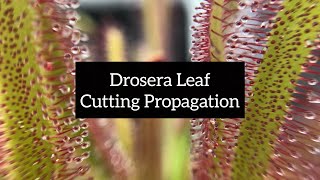 Drosera Leaf Cutting Propagation  Quick and Easy Ways to Propagate Your Sundews [upl. by Trow945]