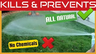 How To Kill Fleas Ticks amp Mosquitoes In The Yard  Natural Spray  Wondercide [upl. by Ecyoj]