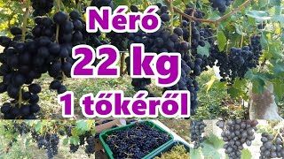 Néró csemegeszőlő 22 kg egy tőkéről [upl. by Sidnala113]