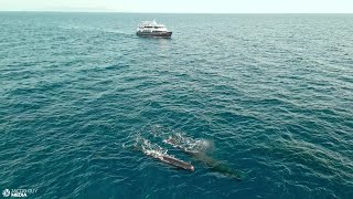 Indonesia The Cetacean Highway  Encounter Eight Different Cetaceans in One Cruise [upl. by Branscum]