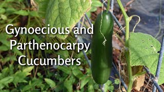 Gynoecious amp Parthenocarpy Cucumbers  Socrates  Southern Latitudes [upl. by Dnomzed]