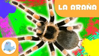 La araña 🕷️ Animales para niños 🌱 Epsiodio 10 [upl. by Llehsim823]