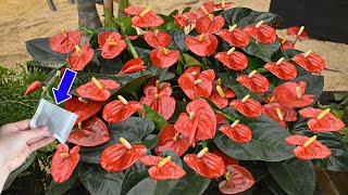 Just this 1 package Anthurium has never flowered so much  Natural Fertilizer [upl. by Enneibaf]