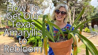 How To Get An Amaryllis Plant to Rebloom in Texas  part 3 [upl. by Novyad]