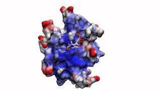 Visualizing the Induced Binding of SH2Phosphopeptide Supporting Video 1 [upl. by Luigi]