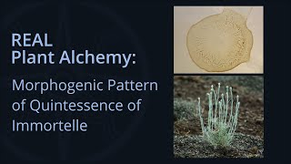 REAL Plant Alchemy Morphogenic Patterns of Quintessence of Immortelle [upl. by Charmain]