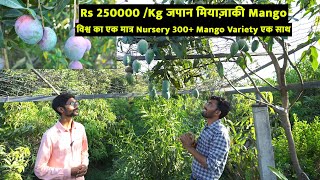 300 Mango 🥭 Variety With Japan Miyazaki Mango🥭 Profitable Mango Farming इन बातोंका जरूर ध्यान रखे [upl. by Korella]