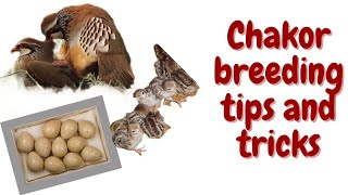 chakor breeding tips and tricks part 1 چکور سے کیسے بریڈ لیں مکمل معلومات [upl. by Cornelie8]