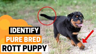 How to Identify a Pure Bred Rottweiler Puppy [upl. by Gnemgnok851]