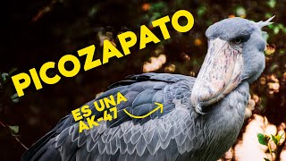 El PICOZAPATO el TERROR hecho PÁJARO [upl. by Griselda844]