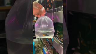 Fish bowl setup 🐟 shorts shortsvideo [upl. by Ainyt56]