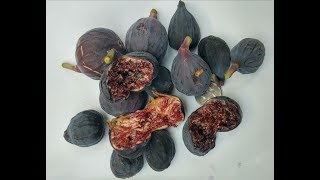 Getting MORE FRUIT from your FIG Trees in COLD CLIMATES [upl. by Corbet64]