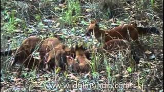 Pack of wild dogs eating dead animal in Kanha [upl. by Ella329]