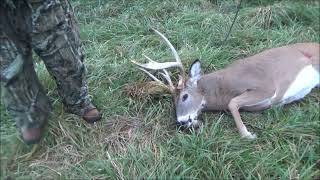 Giant 9 point buck [upl. by Coonan]