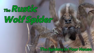 The Spiders in Your House  The Rustic Wolf Spider [upl. by Sopher]