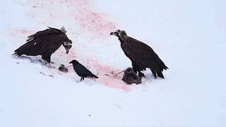 Black Vultures eating a carcass in winter [upl. by Anirbys]