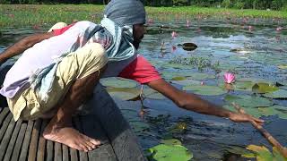 বিল থেকে বিশাল রুই মাছ ধরা। Rohu fish catching from water land। FishingWorld। [upl. by Jandy]