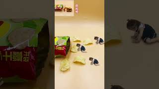 After eating these potato chips you owe 800 calories Stopmotion animation Its time to show [upl. by Enibas548]